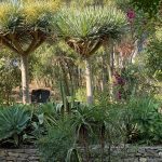 Muita natureza no centro… Abundant nature in the heart of the city…